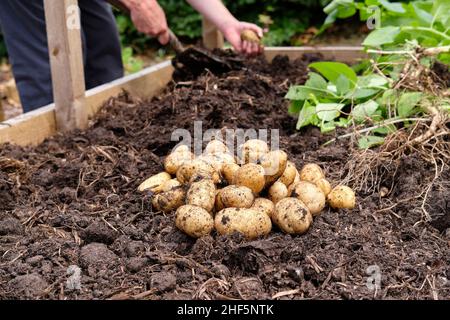 Frisch abgehobene Charlotte Neue Kartoffeln aus einer reich an organischen Substanz gefüllten Erde in einem Gemüsegarten Hochbett. Stockfoto