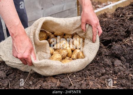 Eine Gärtnerin füllt einen hessischen Kartoffelsack mit frisch aufgehobenen Charlotte New Kartoffeln aus einem Gemüsegarten-Hochbett. Stockfoto