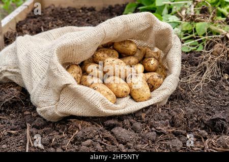 Ein hessischer Kartoffelsack, gefüllt mit frisch aufgehobenen Charlotte New Kartoffeln aus einer reichen organischen Substanz gefüllten Erde in einem Gemüsegarten-Hochbett. Stockfoto