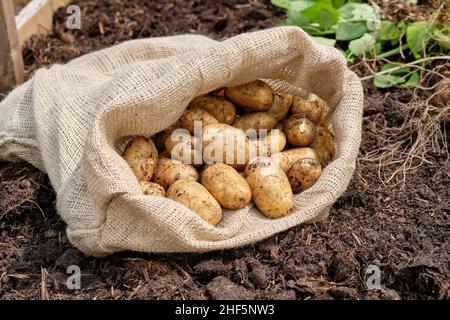 Ein hessischer Kartoffelsack, gefüllt mit frisch aufgehobenen Charlotte New Kartoffeln aus einer reichen organischen Substanz gefüllten Erde in einem Gemüsegarten-Hochbett. Stockfoto