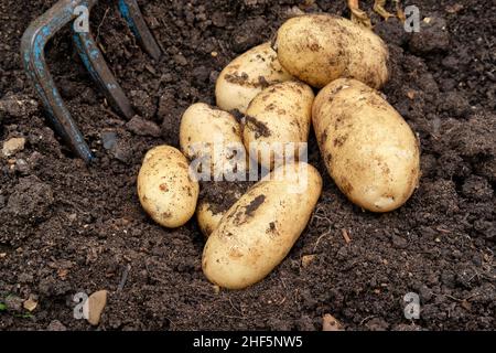 Frisch abgehobene Charlotte Neue Kartoffeln aus einer reich an organischen Substanz gefüllten Erde in einem Gemüsegarten Hochbett. Stockfoto