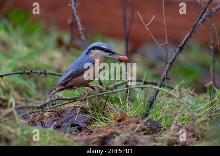 Nuthatch-Sitta europaea mit Lebensmitteln. Stockfoto