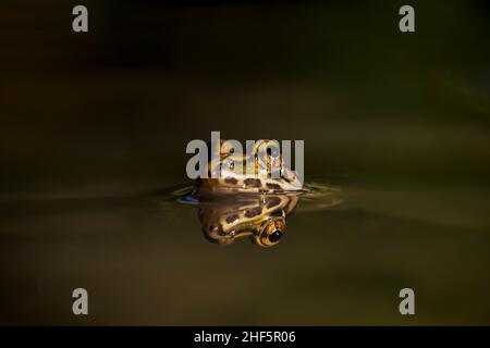 Nahaufnahme eines hinteren indischen Bullfrog Stockfoto
