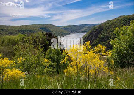 Der Blick auf den Spitznack und den Rhein Stockfoto