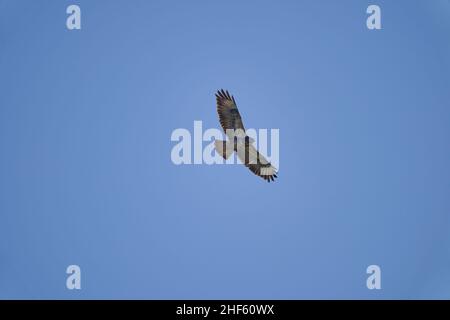 Buteo oder Buzzard, ziemlich große Greifvögel mit einem robusten Körper und breiten Flügeln, die hoch in den blauen Himmel ragen und nach Beute suchen Stockfoto