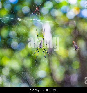 Riesige Holzspinne - Nephila maculata / nephila pilipes, der Golden Orb Weaver oder Banana Spider Stockfoto