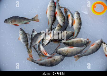 Viele Barschfische auf Eis. Angeln im Winter. Stockfoto