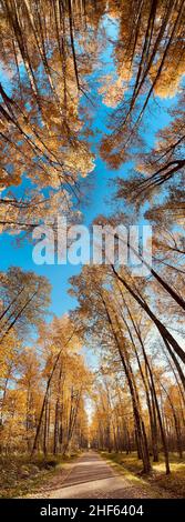 Vertikales Panoramabild der gelben Kronen im Park bei sonnigem Tag, Panorama der ersten Herbsttage im Park, blauer Himmel, Knospen der Bäume, Stämme der Birken Stockfoto