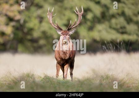 Nahaufnahme eines Rothirschhirsches, der auf einem Grasfeld steht, Großbritannien. Stockfoto