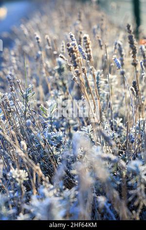 Gefrorener Lavendel, Frost auf alten Lavendelblüten im Winter - selektiver Fokus mit geringer Schärfentiefe Stockfoto