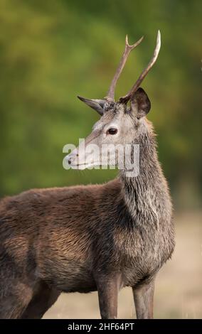 Nahaufnahme eines jungen Rothirschhirsches, der im Herbst in Großbritannien im Gras steht. Stockfoto