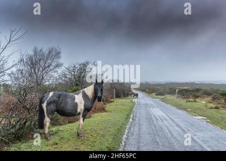 Bodmin Ponys steht am Straßenrand auf einem neblig düsteren Bodmin Moor in Cornwall. Stockfoto