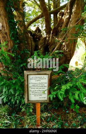 Schild unter dem alten Eibenbaum auf dem Kirchhof von St. Thomas a Becket, der die Stelle markiert, an der St. Thomas a Becket gepredigt haben soll, Capel, Kent, England Stockfoto