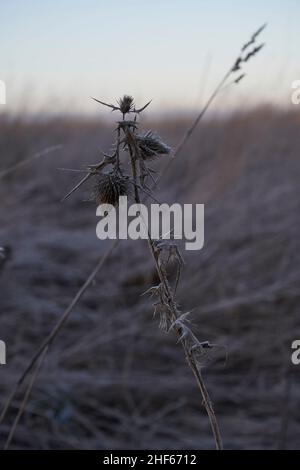 Detail von toten Disteln im Gras an einem frostigen Wintermorgen, Großbritannien Stockfoto