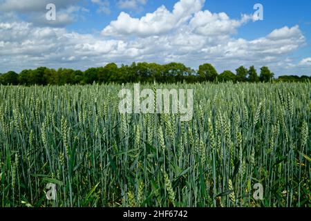 Jungweizenfeld im Frühsommer zwischen Capel und Tudeley, Kent, England Stockfoto