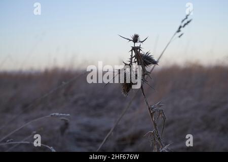 Detail von toten Disteln im Gras an einem frostigen Wintermorgen, Großbritannien Stockfoto