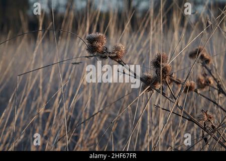 Niedrige Wintersonne trifft tote Disteln im Gras, Großbritannien Stockfoto