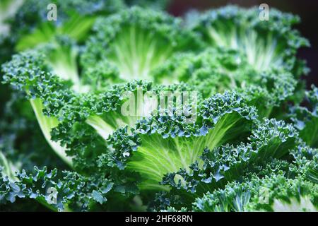 Wunderschöne Aussicht auf den Ornamental Kale (Farbkohl, Ornamental Kohl, blühender Kohl), Nahaufnahme von Farbkohl, der im Garten blüht Stockfoto