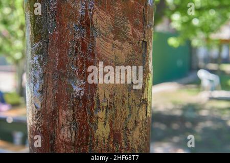 Lackierter Baumstamm mit verschwommenem Hintergrund in einem Garten Stockfoto