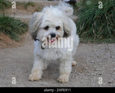 Der Löwchen oder Little Lion Dog ist eine Rasse von kleinen Hunden. Die Löwchen hatten einst die zweifelhafte Unterscheidung, wie der portugiesische Wasserhund und der Havaneser, Stockfoto