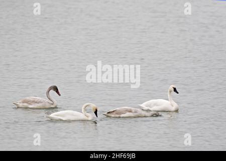 Eine Familiengruppe von Tundra Swan, Cygnus columbianus Stockfoto
