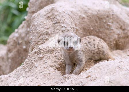 Junge surikate spielen im Sand. Stockfoto