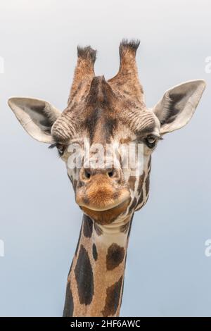 Die Giraffe (Giraffa), eine Gattung von afrikanischen, gleichzäugigen Huftieren. Lateinischer Name camelopardalis reticulata, Kopf in Nahaufnahme. Stockfoto