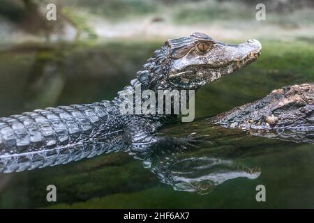Spiegelung des spektakulären Caiman - Caiman crocodilus im Wasser. Stockfoto