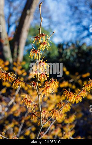 Tiefgelbe bis goldorange Hamamelis Hamamelis x intermedia 'Vesna' blüht im Winter in RHS Garden, Wisley, Surrey Stockfoto