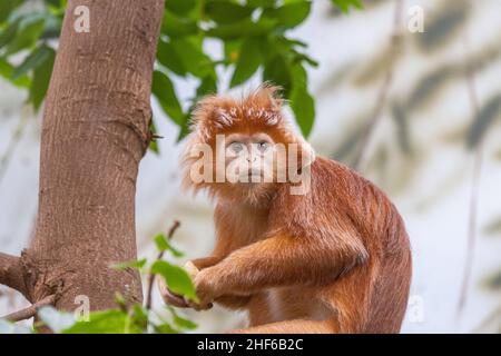 Die Javanische Lutung (Trachypithecus auratus), Porträt eines orangefarbenen lustigen Affen, der auf einem Baum sitzt. Stockfoto