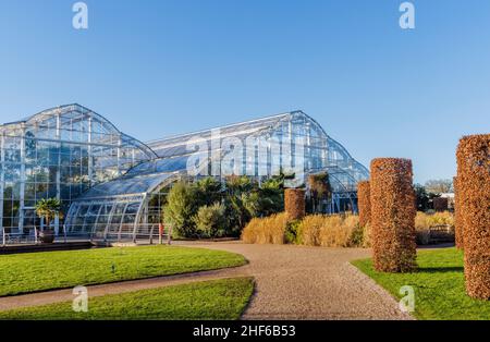 Blick auf die Vorderseite des berühmten Glasshouse und beschnittene Buchensträucher mit braunem Laub im RHS Garden, Wisley, Surrey an einem sonnigen Wintertag Stockfoto