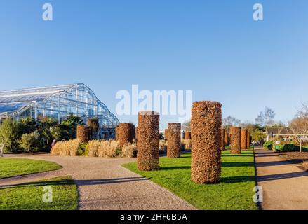 Blick auf die Vorderseite des berühmten Glasshouse und beschnittene Buchensträucher mit braunem Laub im RHS Garden, Wisley, Surrey an einem sonnigen Wintertag Stockfoto