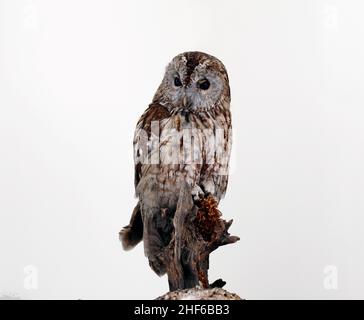 Waldkauz, auch bekannt als die Brauneule, Strix aluco, kommt häufig in Wäldern vor. Auf Weiß ausschneiden. Stockfoto