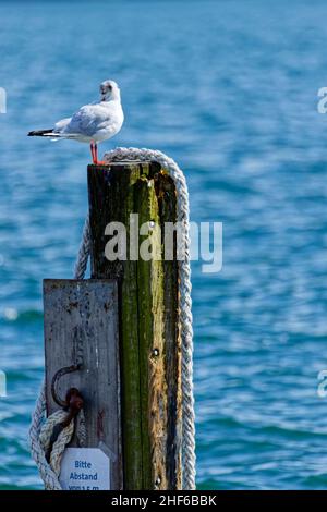 Eine Möwe sitzt auf einem Delphin Stockfoto