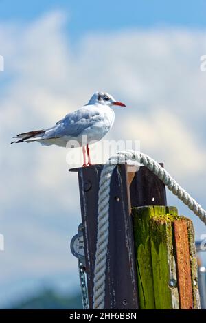 Eine Möwe sitzt auf einem Delphin Stockfoto