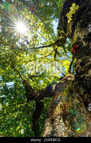 Die Sonne scheint wie ein Stern durch das sommerliche Laub eines Baumes Stockfoto