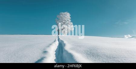 Schöner schneebedeckter Baum in einer Winterwunderland-Landschaft Stockfoto