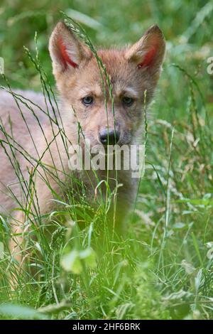 Wolf, Canis lupus, Junge Stockfoto