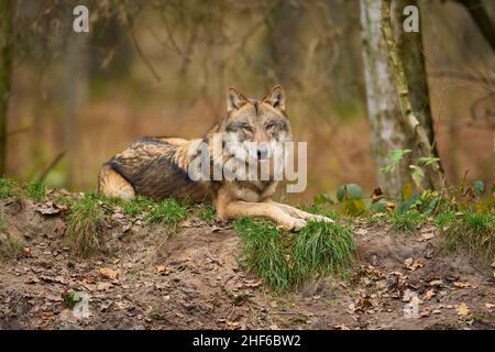 Wolf, Canis lupus im Herbst Stockfoto