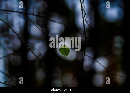 Letztes grünes Blatt im Herbst auf einem jungen Baum, flache Schärfentiefe, schönes weiches Bokeh, Lichtkreise Stockfoto