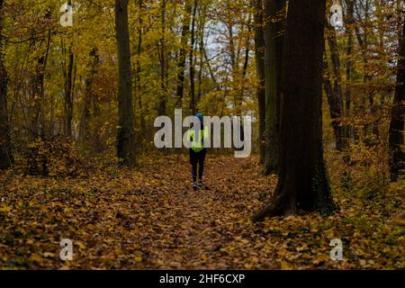 Deutschland, Brandenburg, Luckenwalde, Erwachsener joggt im Herbst in Laufkleidung auf einem schmalen Waldweg Stockfoto