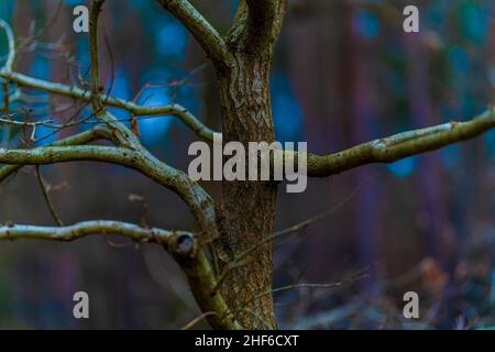 Junge Eiche im Winter ohne Blätter, flache Schärfentiefe, weiches Bokeh Stockfoto