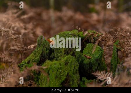 Moosbedeckter Baumstumpf im Herbst, toter verfärbter Farn, sehr geringe Schärfentiefe, weiches schönes Fuzzy Bokeh Stockfoto