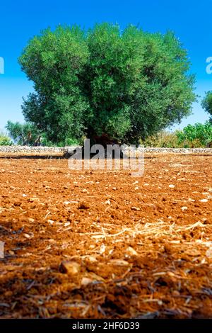 Ein alter Olivenbaum steht auf einem Feld Stockfoto