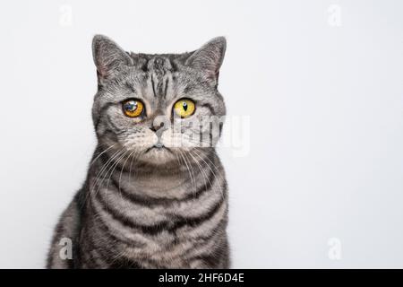 Silberfarbenes britisches Kurzhaar-Katzenportrait mit verletzten Augen und Blick auf die Kamera auf weißem Hintergrund mit Kopierraum Stockfoto