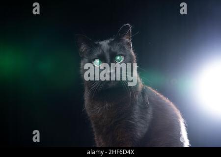 Blindes schwarzes Katzenportrait mit reflektierender Netzhaut des Auges auf schwarzem Hintergrund mit Streulicht Stockfoto