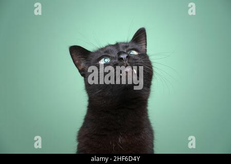 Niedliche schwarze Katze mit Überbiss suchen neugierig zeigt Zähne auf grünem Hintergrund Stockfoto