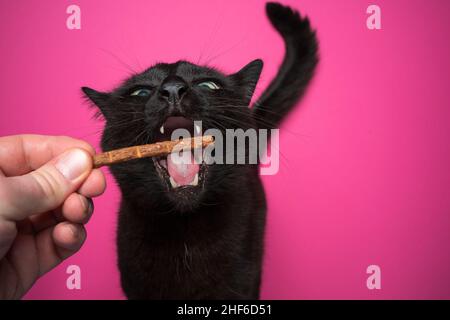 Handfütterung hungrige schwarze Katze behandelt mit Mund weit offen auf rosa Hintergrund mit Kopierraum Stockfoto