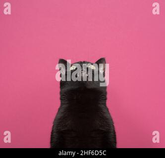 Lustige schwarze Katze mit Zahnlücke, die neugierig auf rosa Hintergrund mit Kopierraum aufschaut Stockfoto