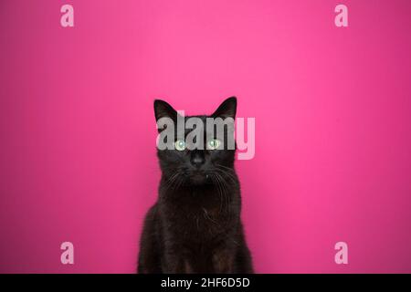 Blinde schwarze Katze mit reflektierendem Retina-Porträt auf rosa Hintergrund mit Kopierraum Stockfoto